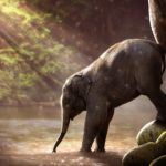 5 Curiosidades Incríveis sobre Elefantes