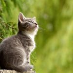 4 Curiosidades sobre os Gatos que você não sabia